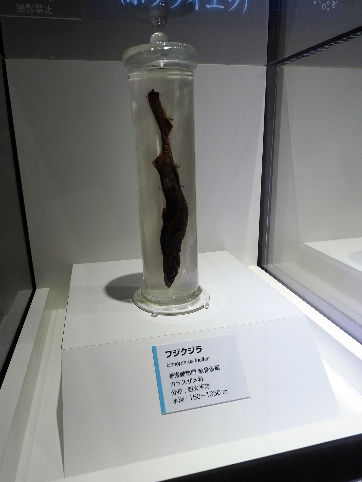 P9020140.jpg