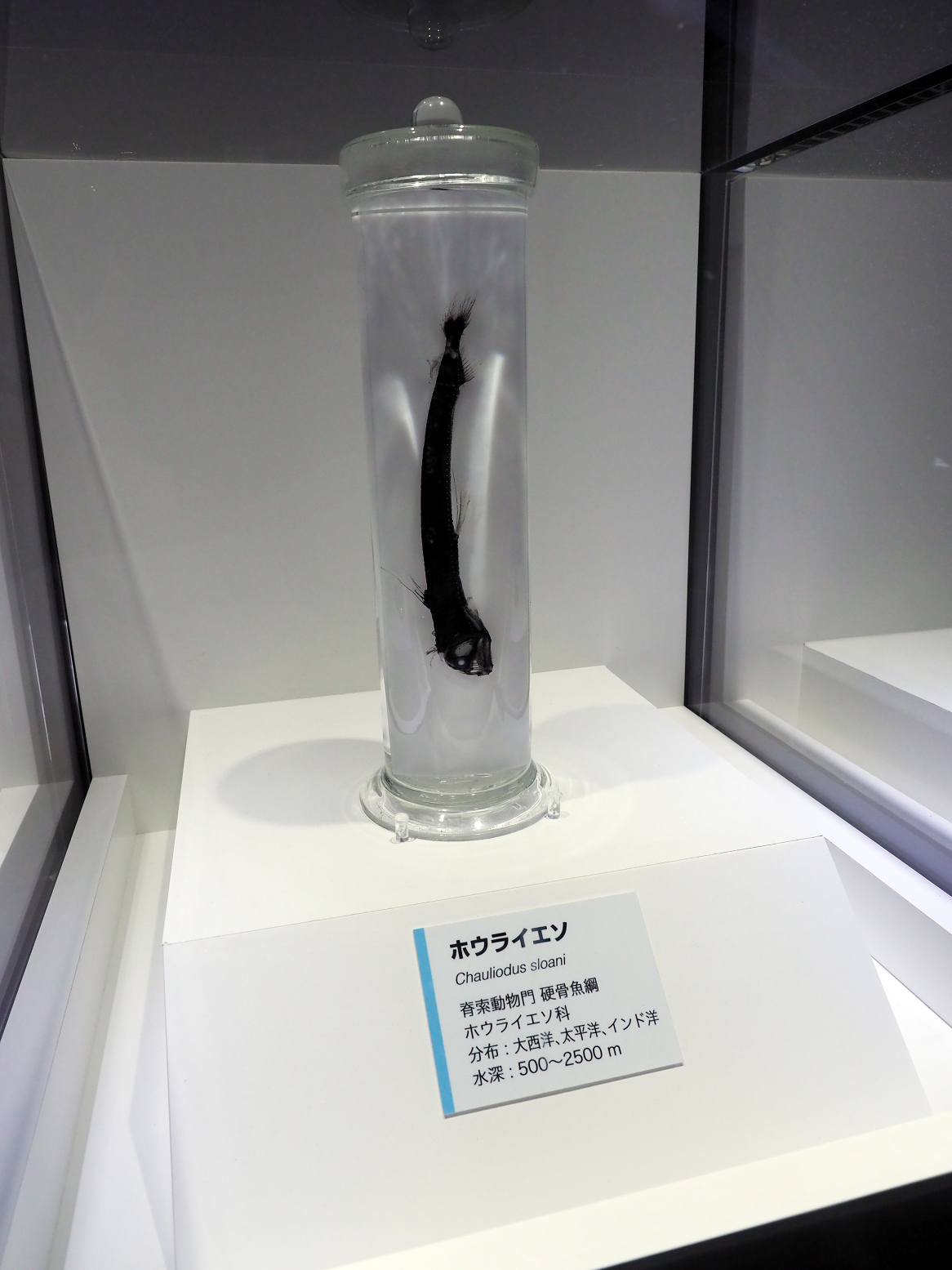 P9020142.jpg