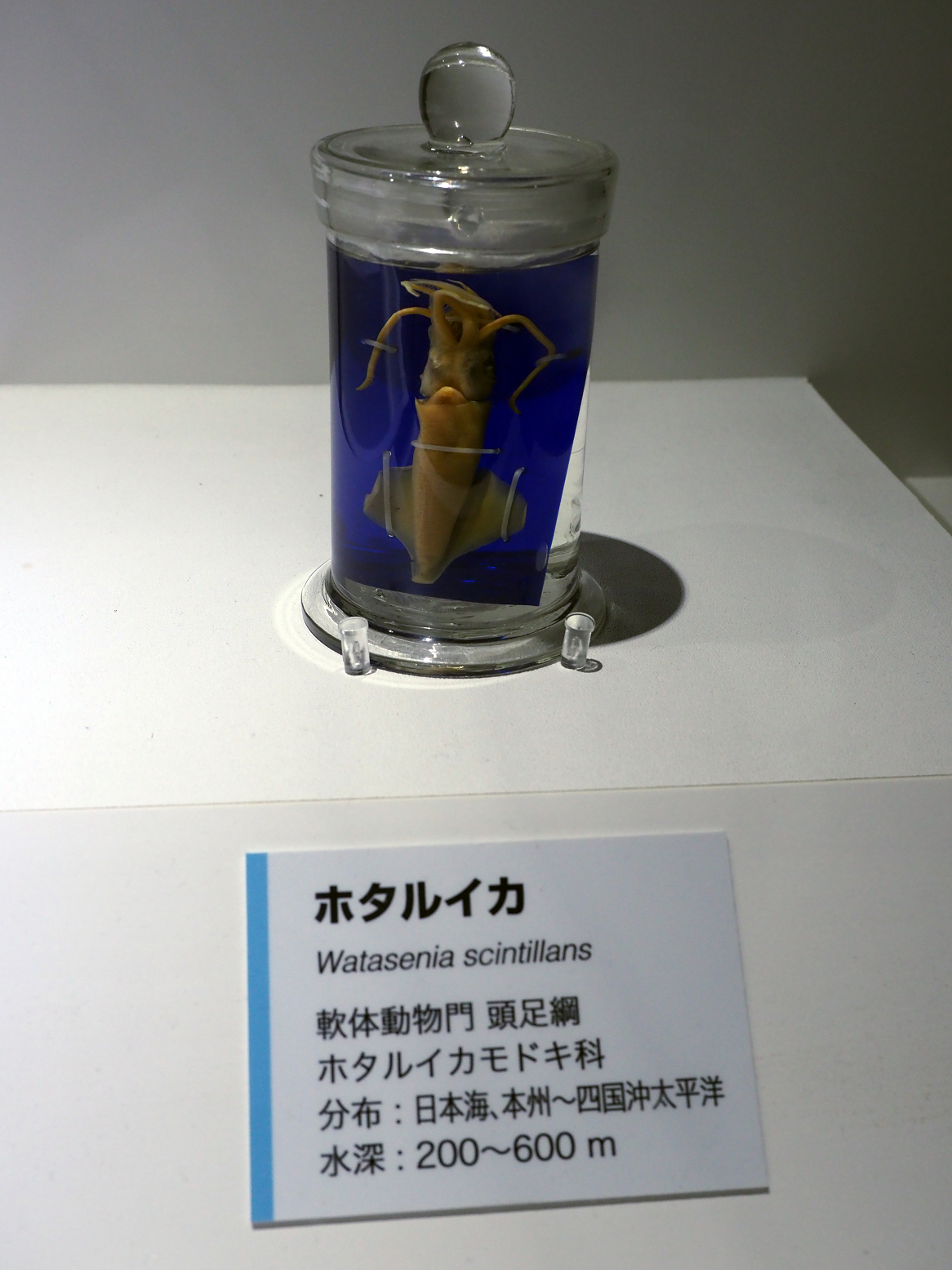 P9020144.jpg