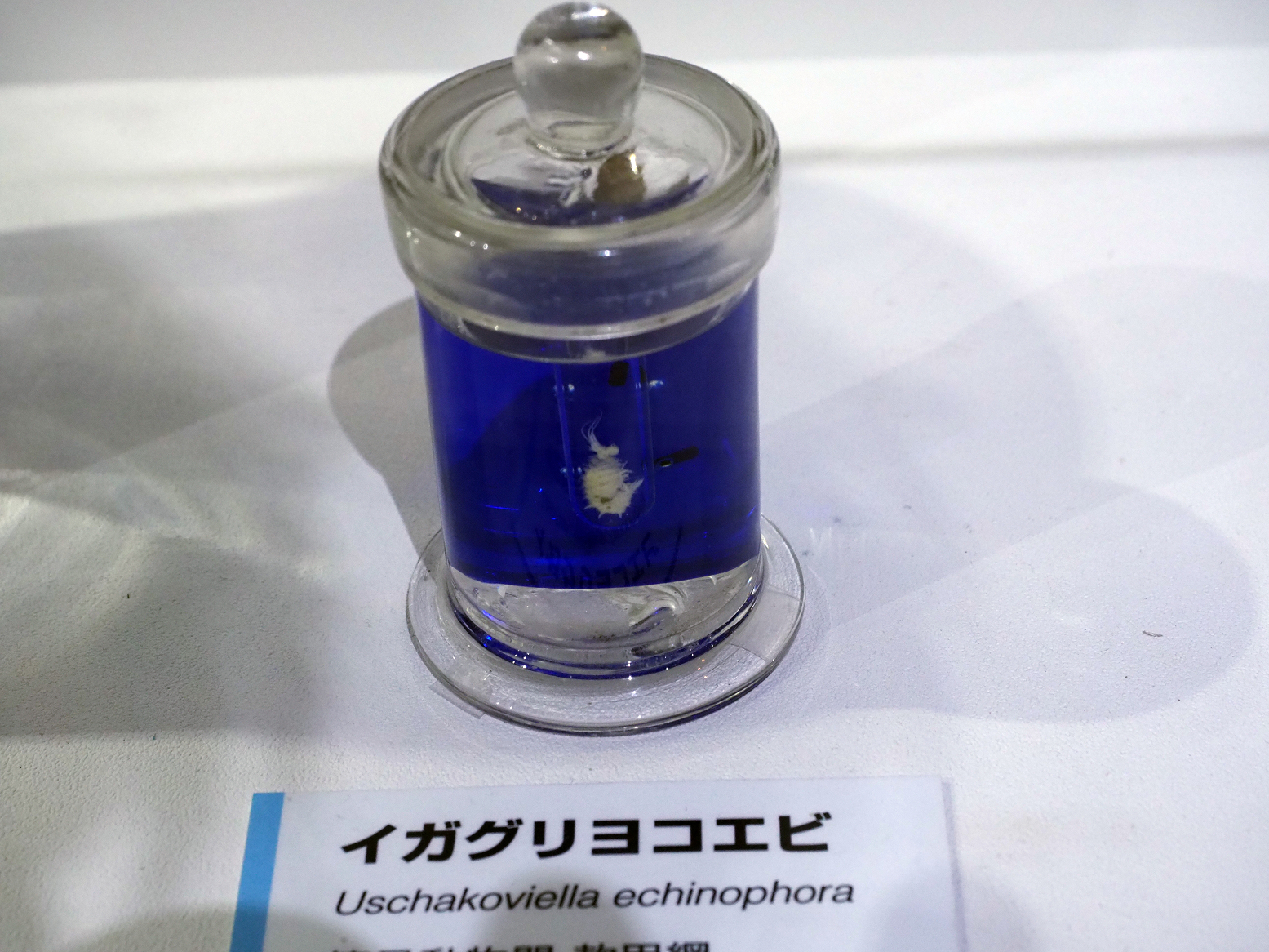 P9020161.jpg