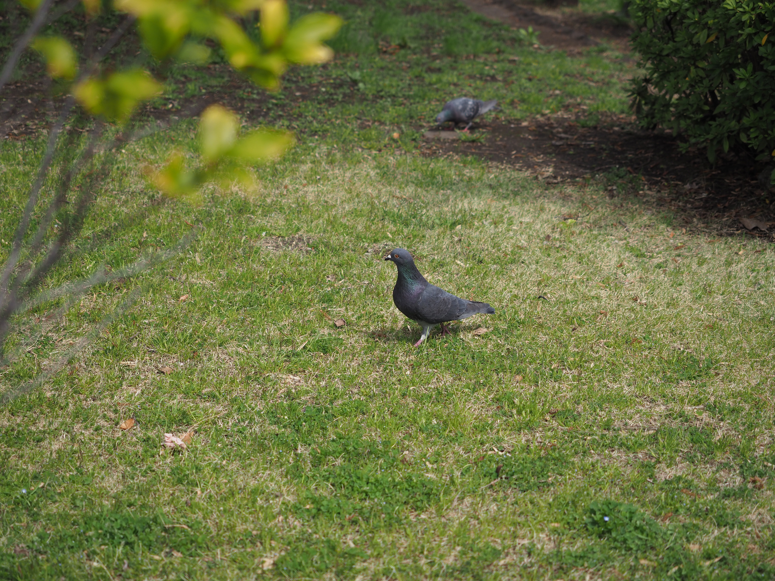 P3260453.jpg
