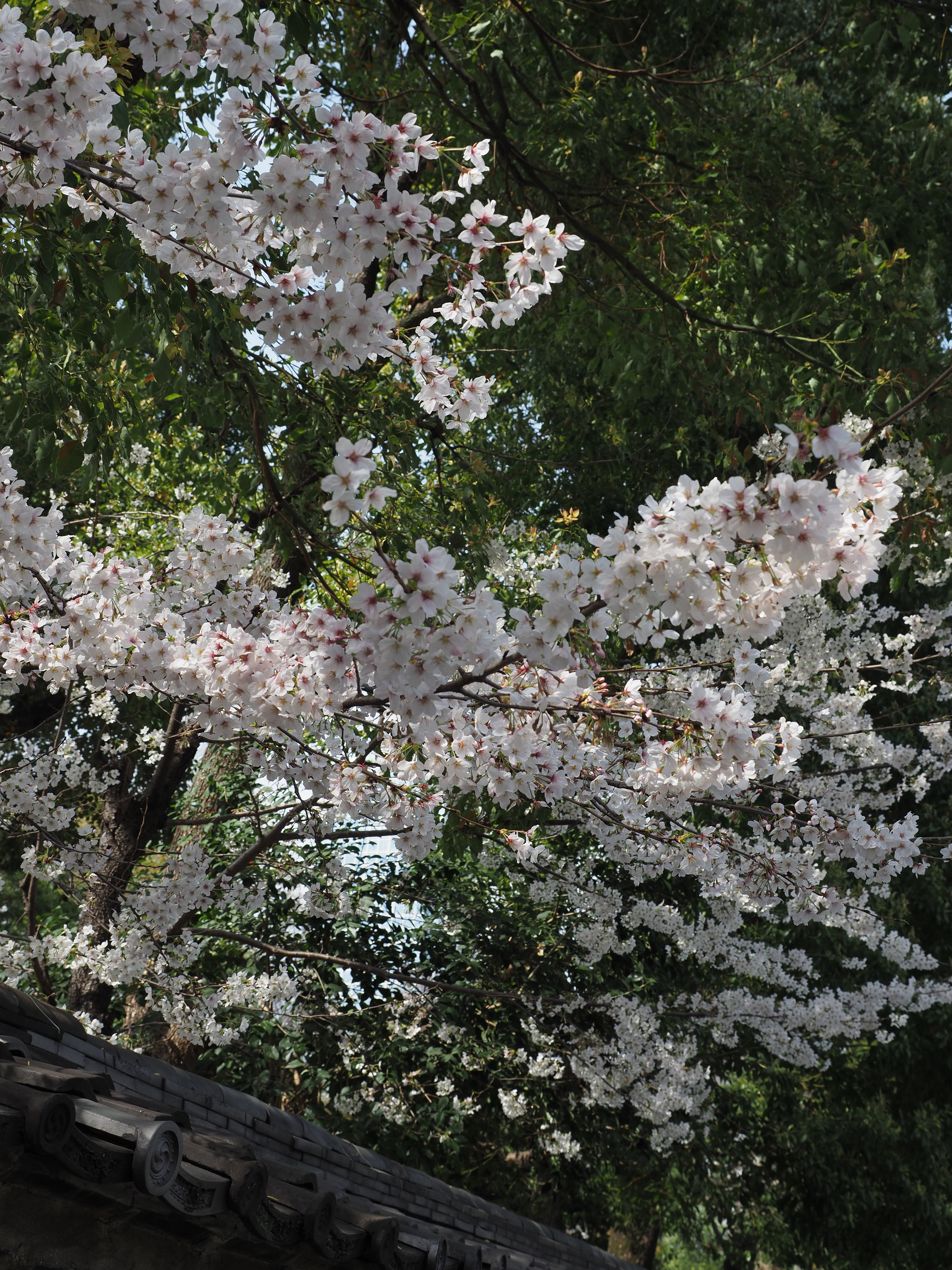 P3260533.jpg