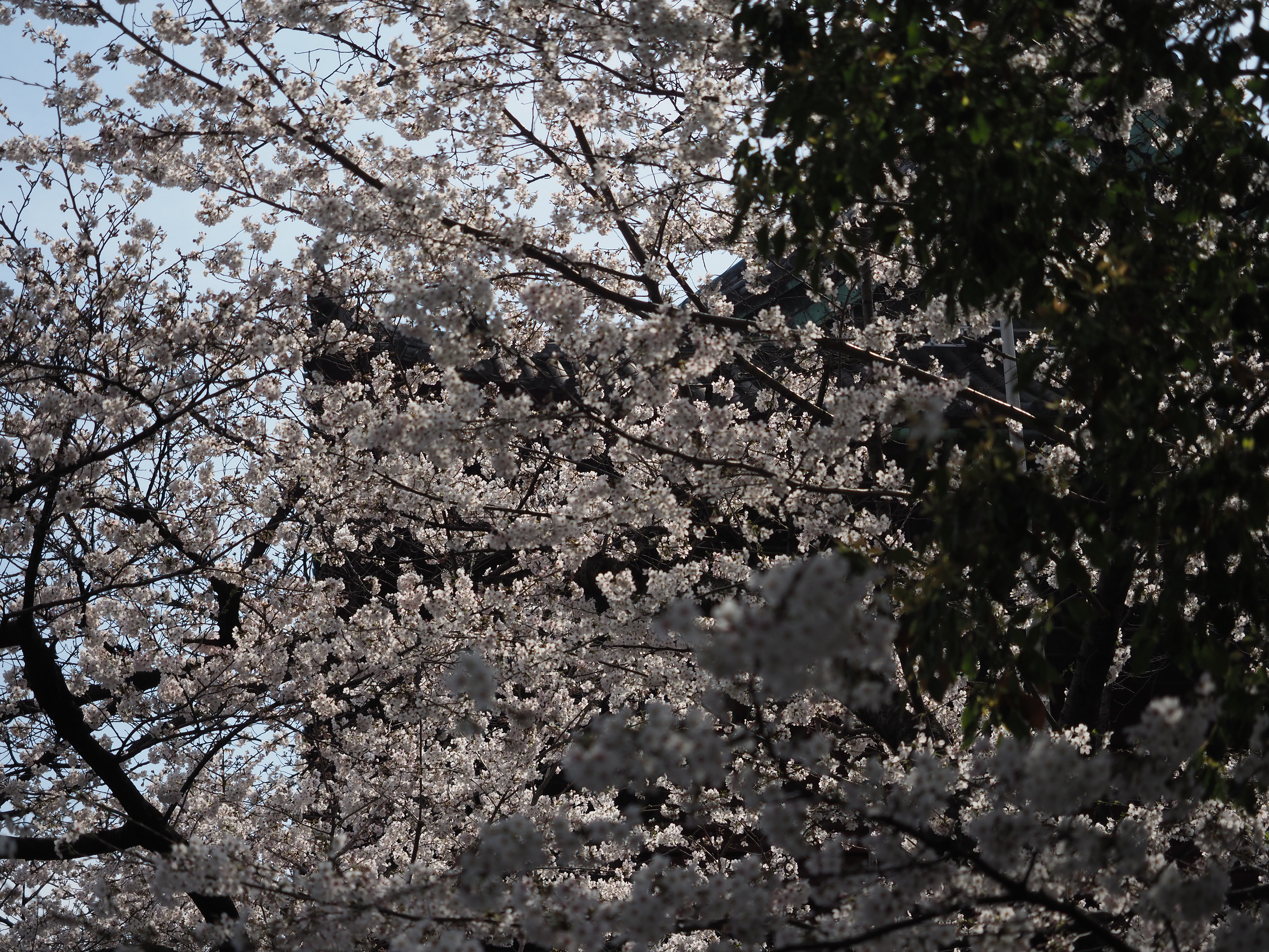 P3260539.jpg