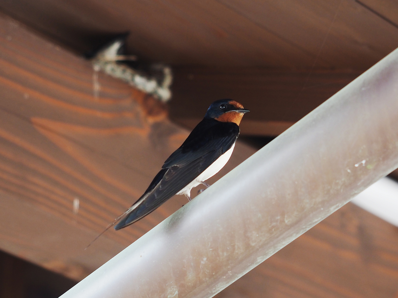 P5170122-.jpg