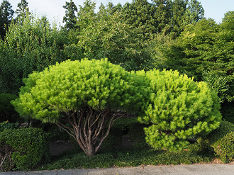 P7140493_thumb.png