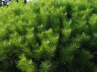 P7140494_thumb.png