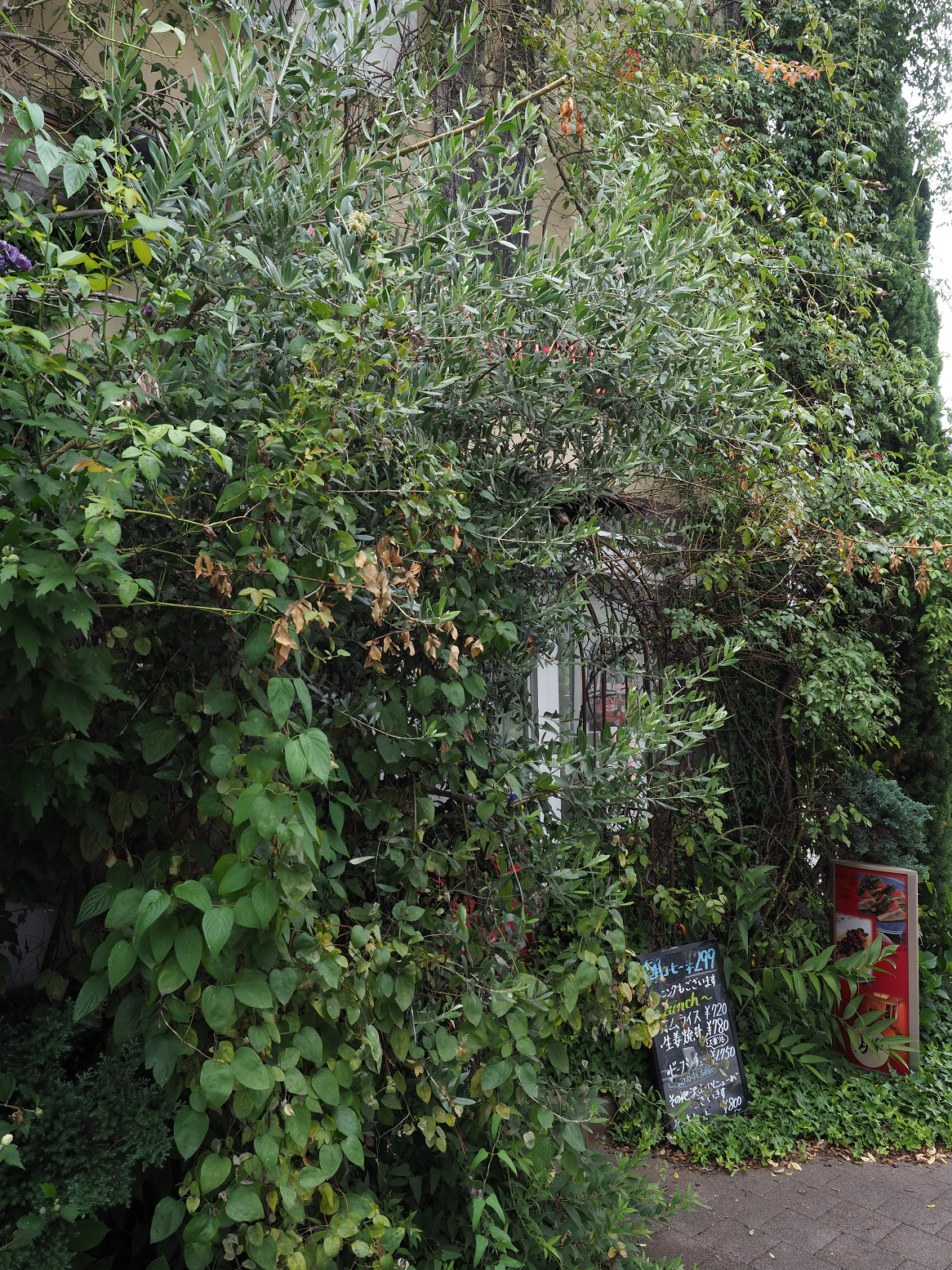 P7240782.jpg