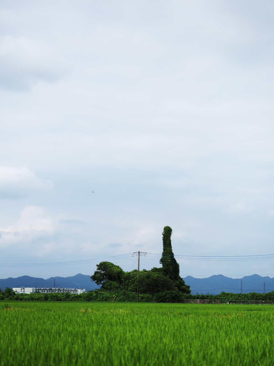 P8121041.jpg