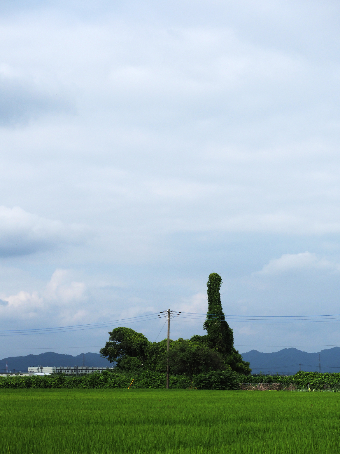 P8121044.jpg
