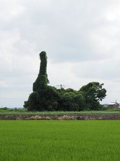 P8121055_thumb.png
