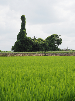 P8121059_thumb.png