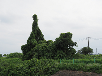 P8121069_thumb.png