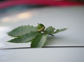 P8181143_thumb.png