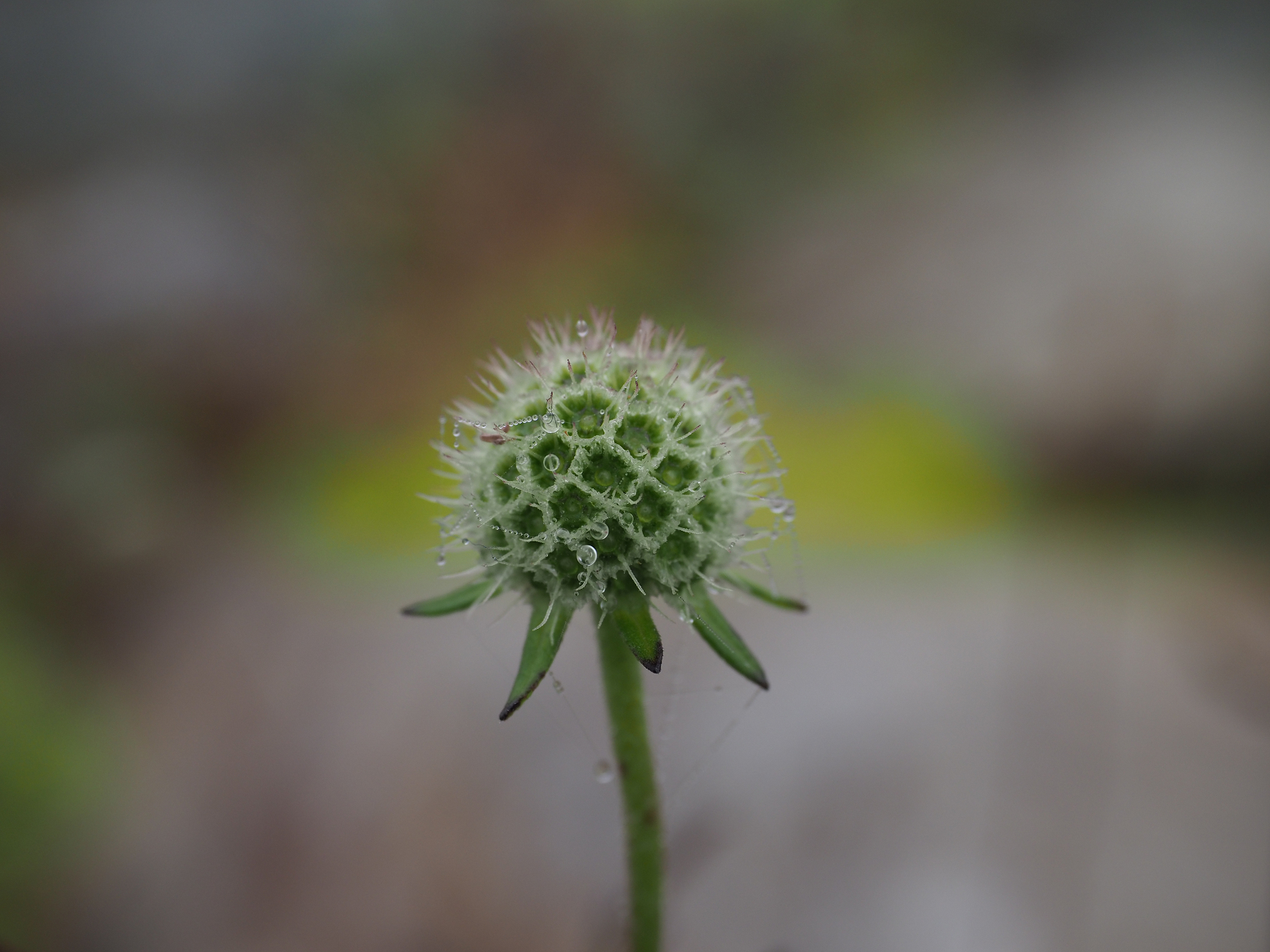PA070397.jpg