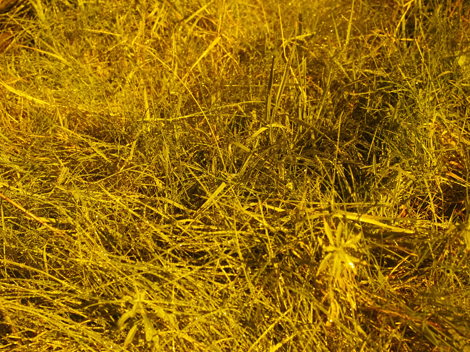 PA070433.jpg