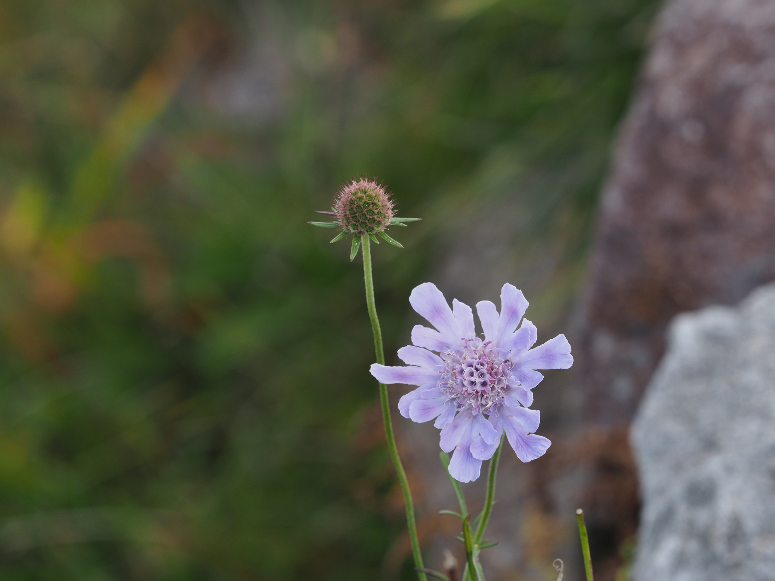 PA130153.jpg