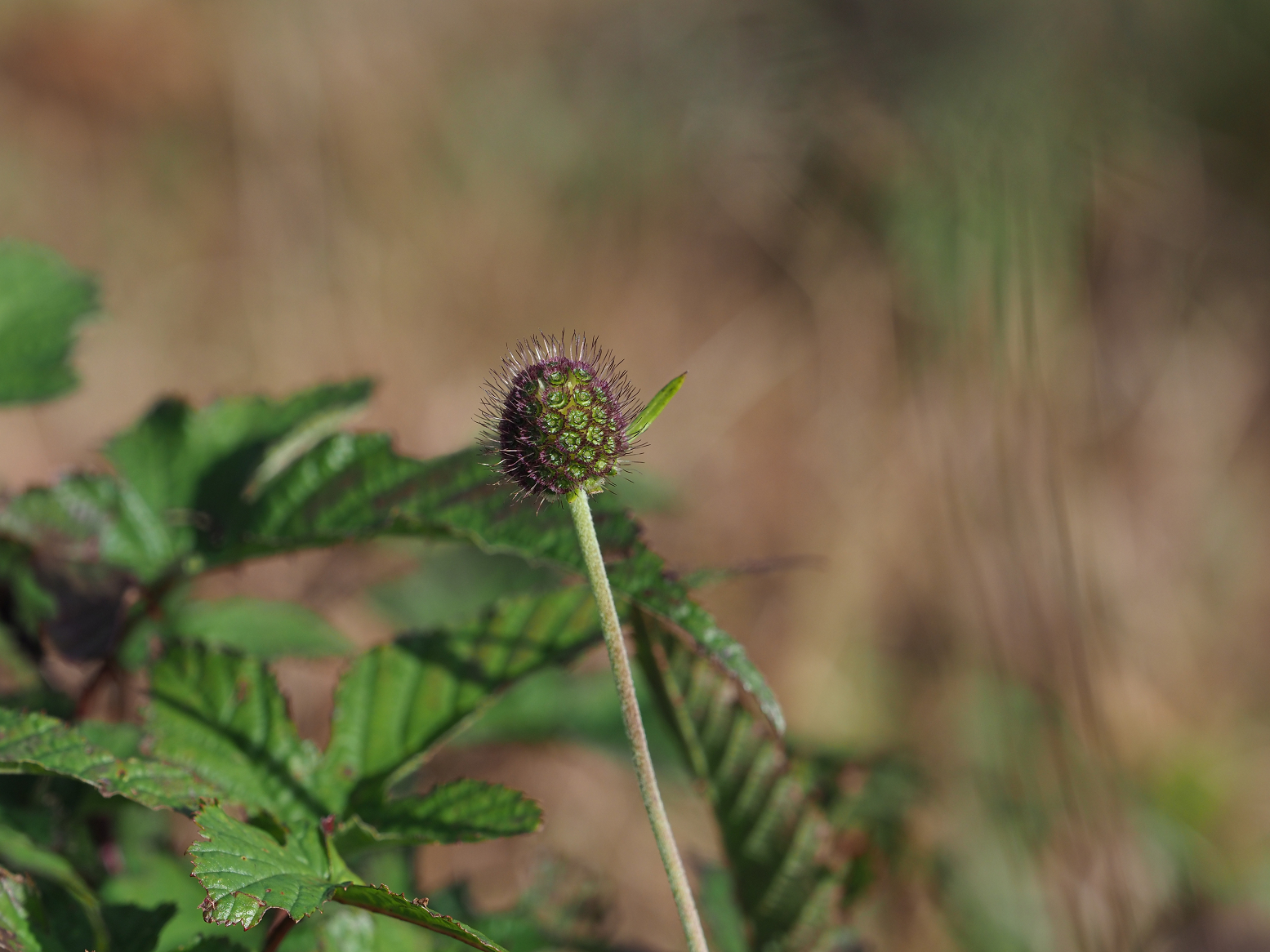 PA130168.jpg