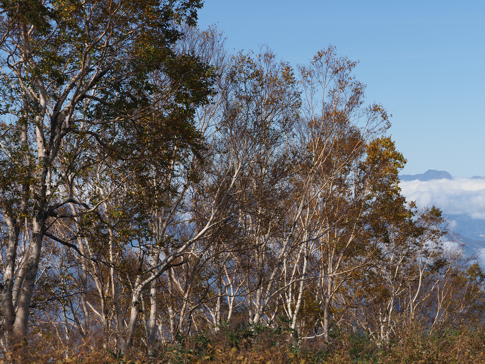 PA130170.jpg