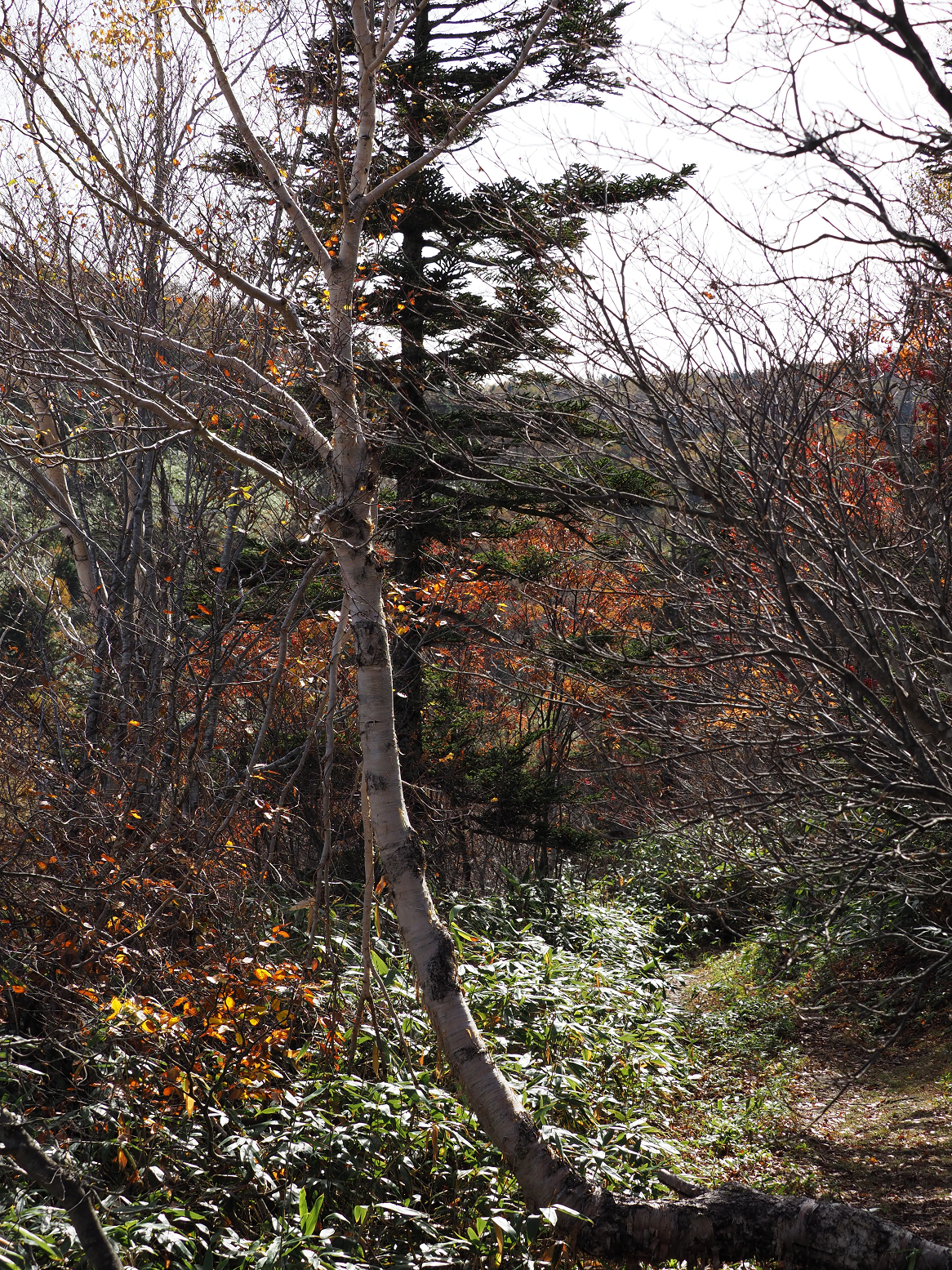 PA130172.jpg