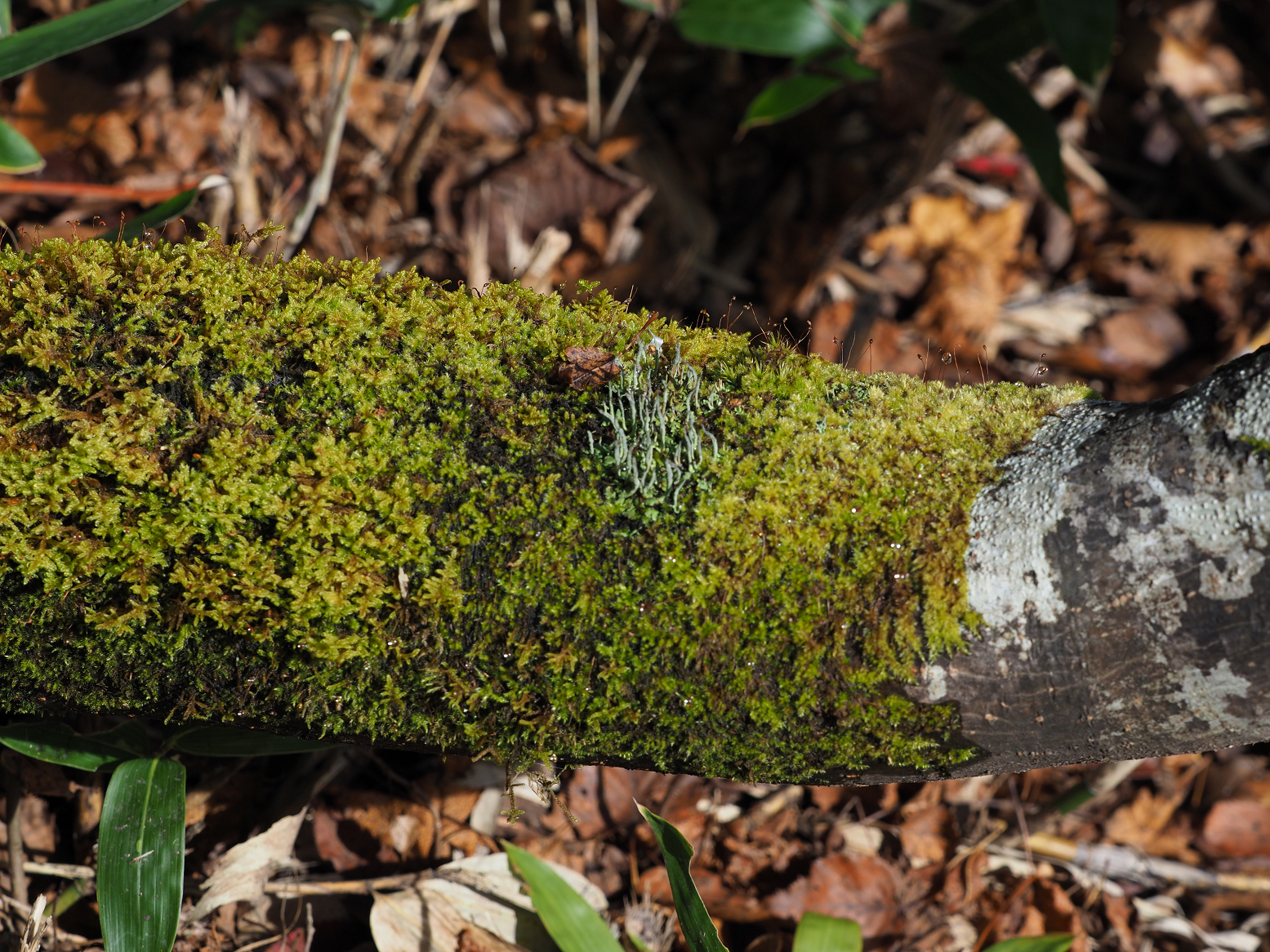 PA130173.jpg