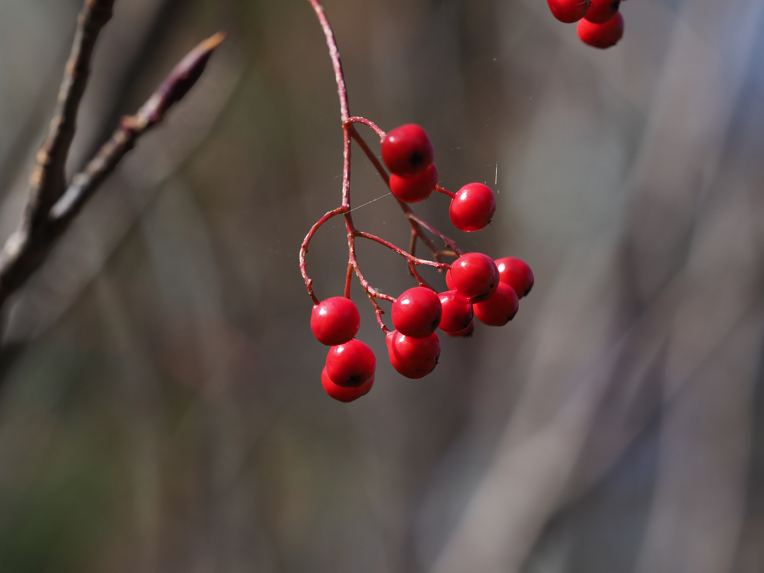 PA130174.jpg