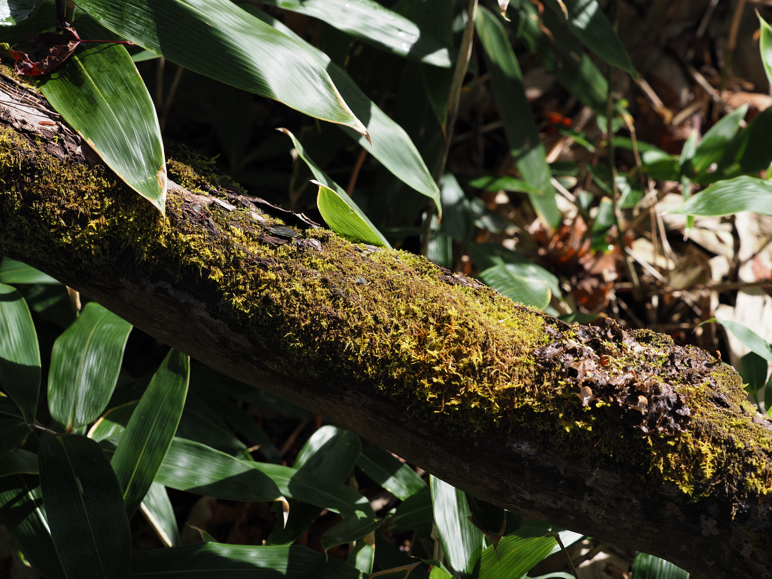 PA130177.jpg