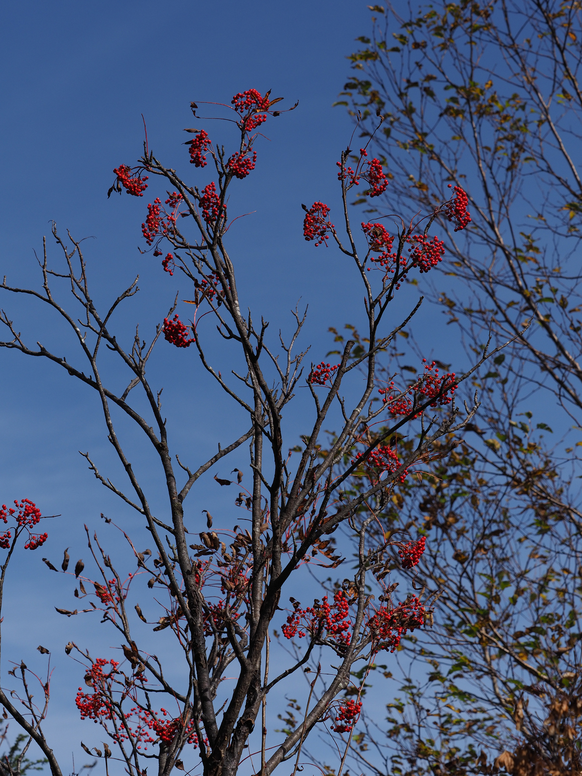 PA130179.jpg