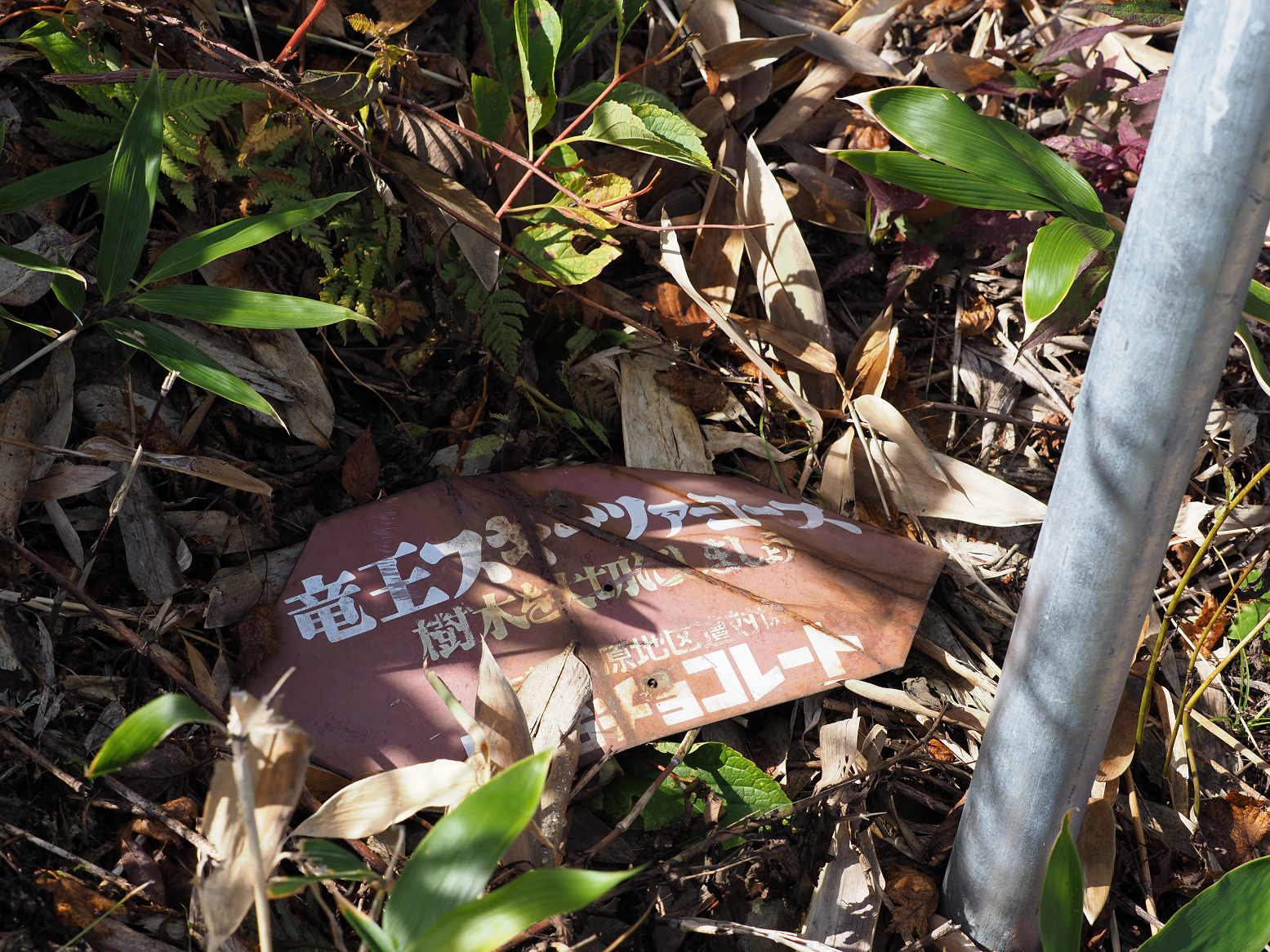 PA130184.jpg