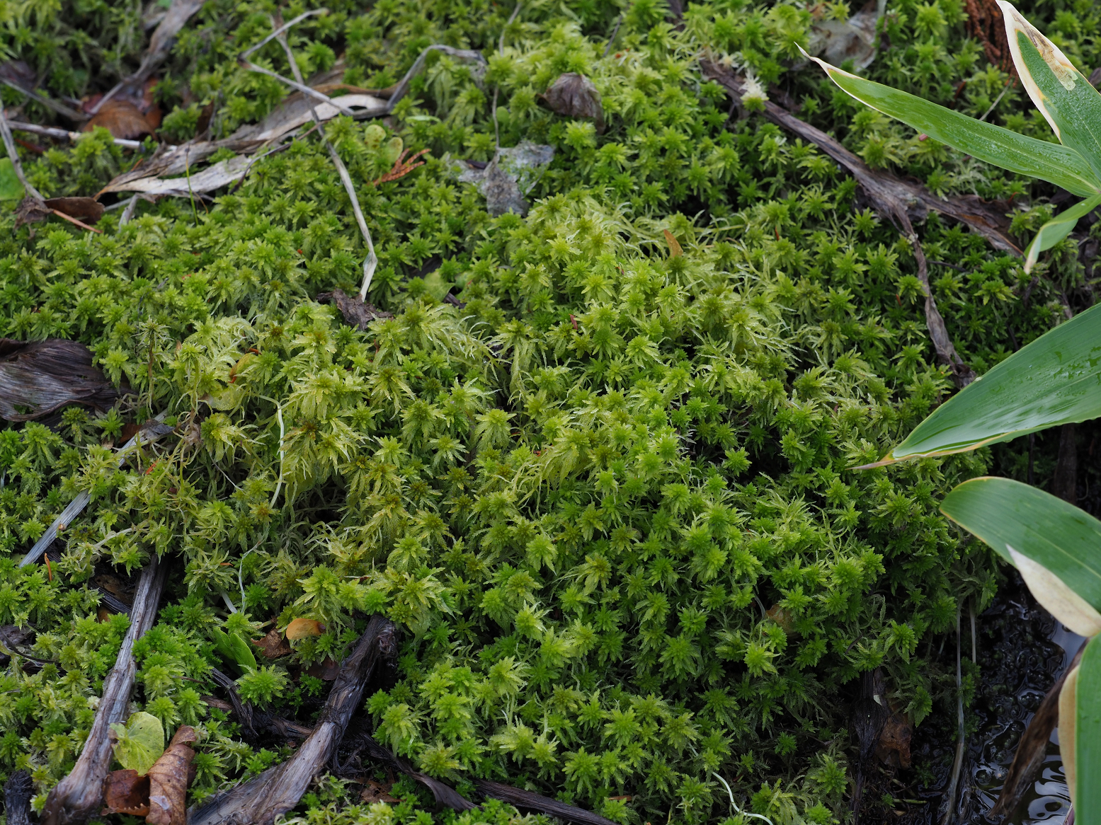 PA130190.jpg