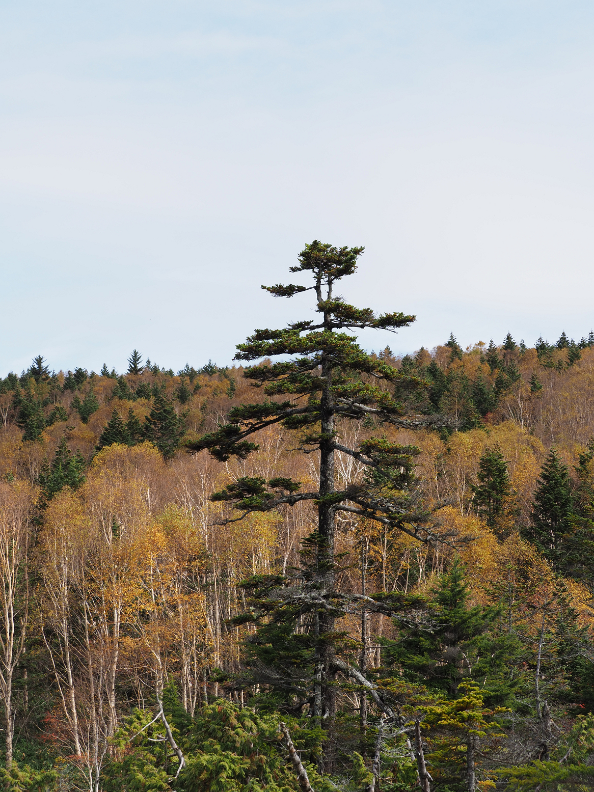 PA130197.jpg