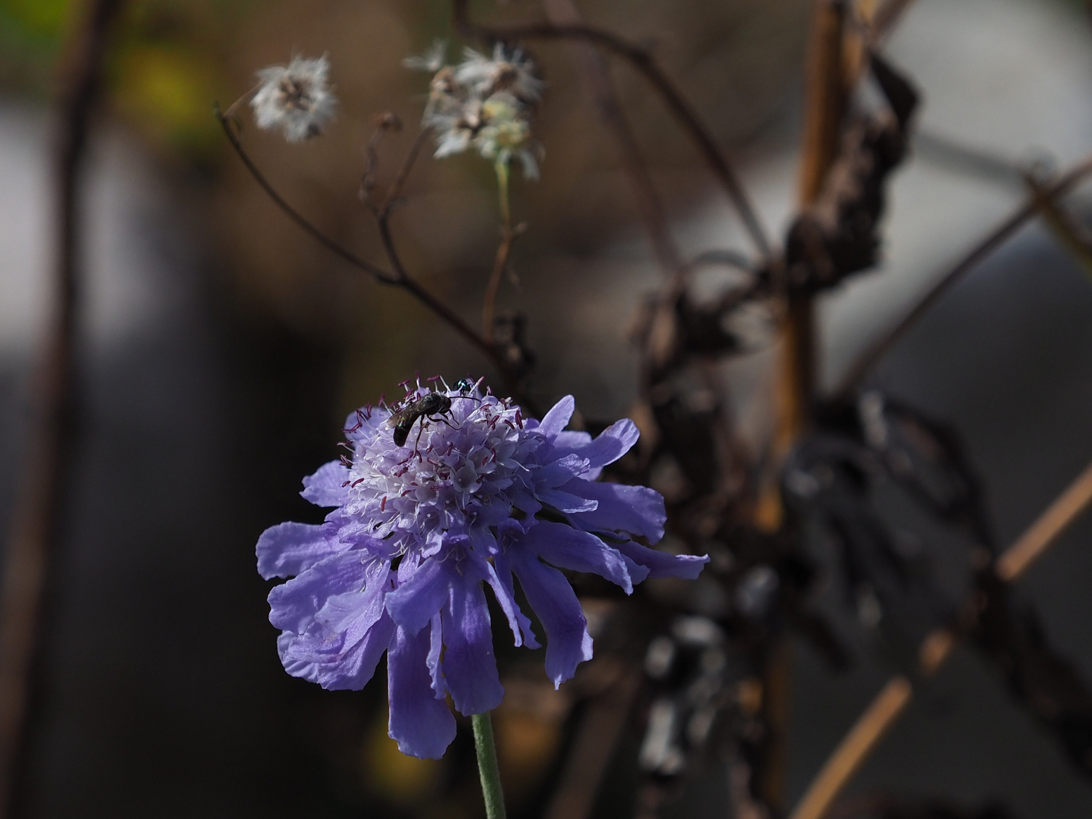 PA130216.jpg
