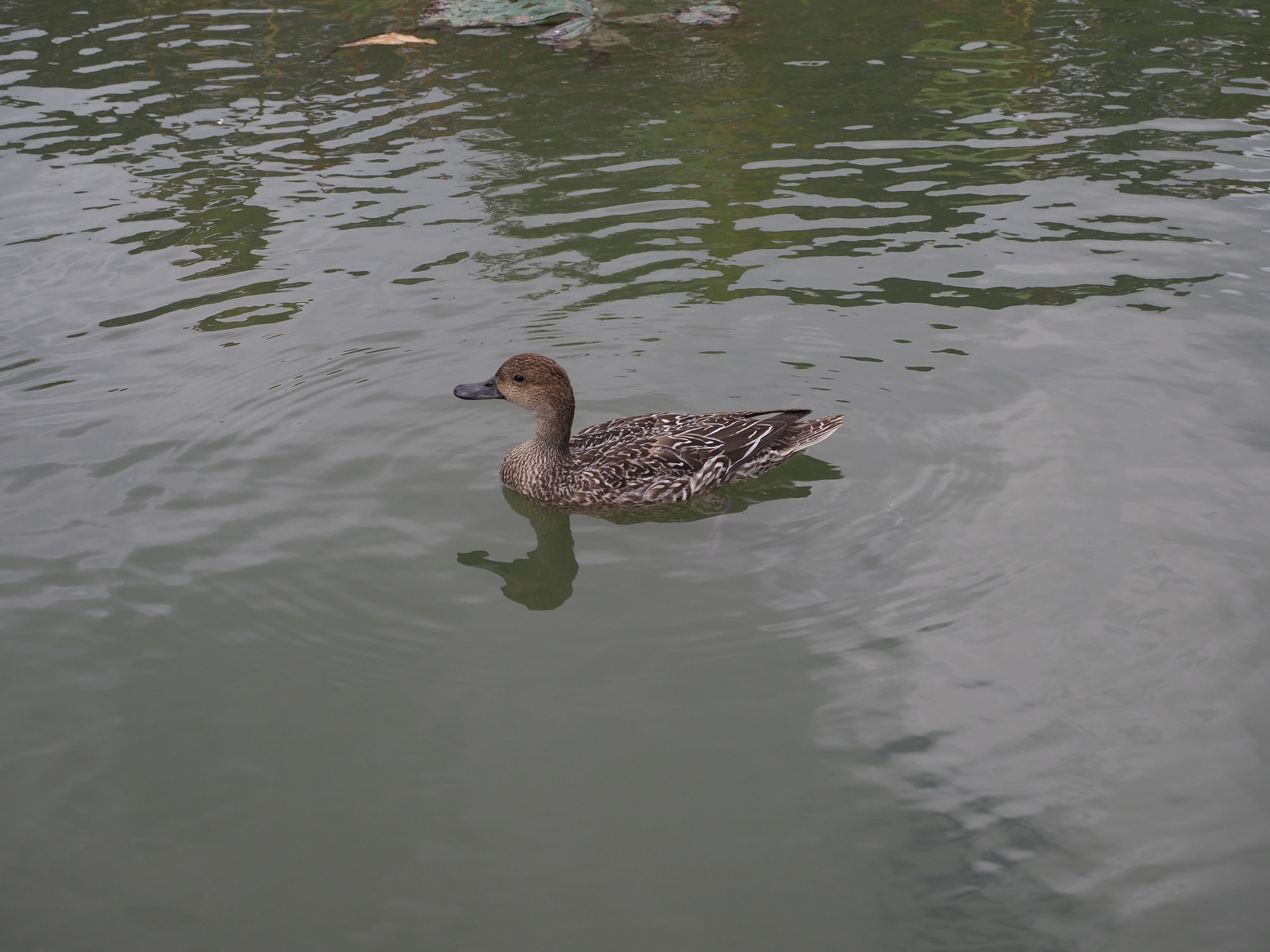 PB042158.jpg