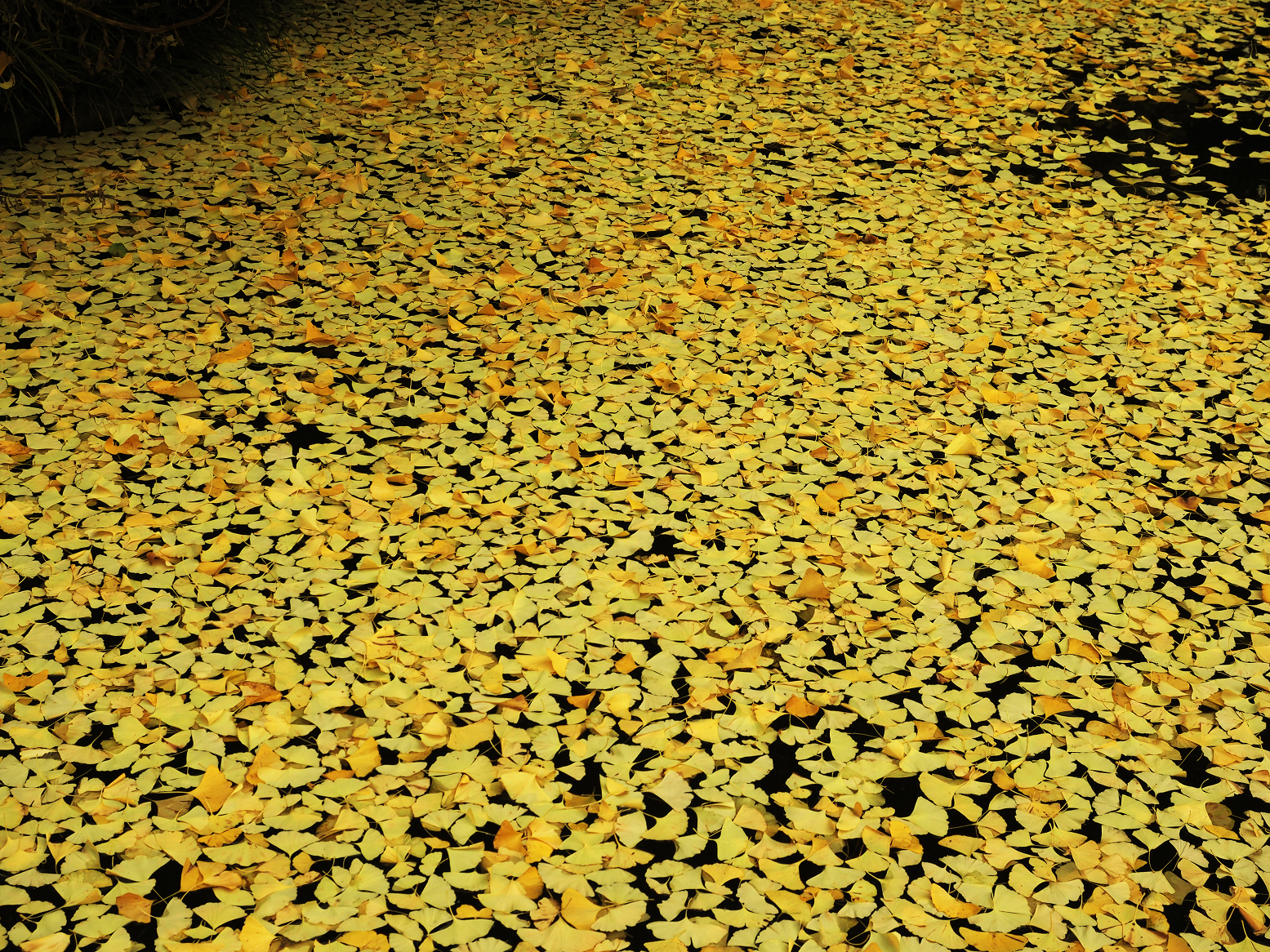 PB180081.jpg