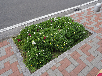 P3031666_thumb.png