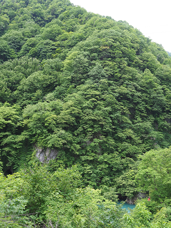 P5311153_thumb.png
