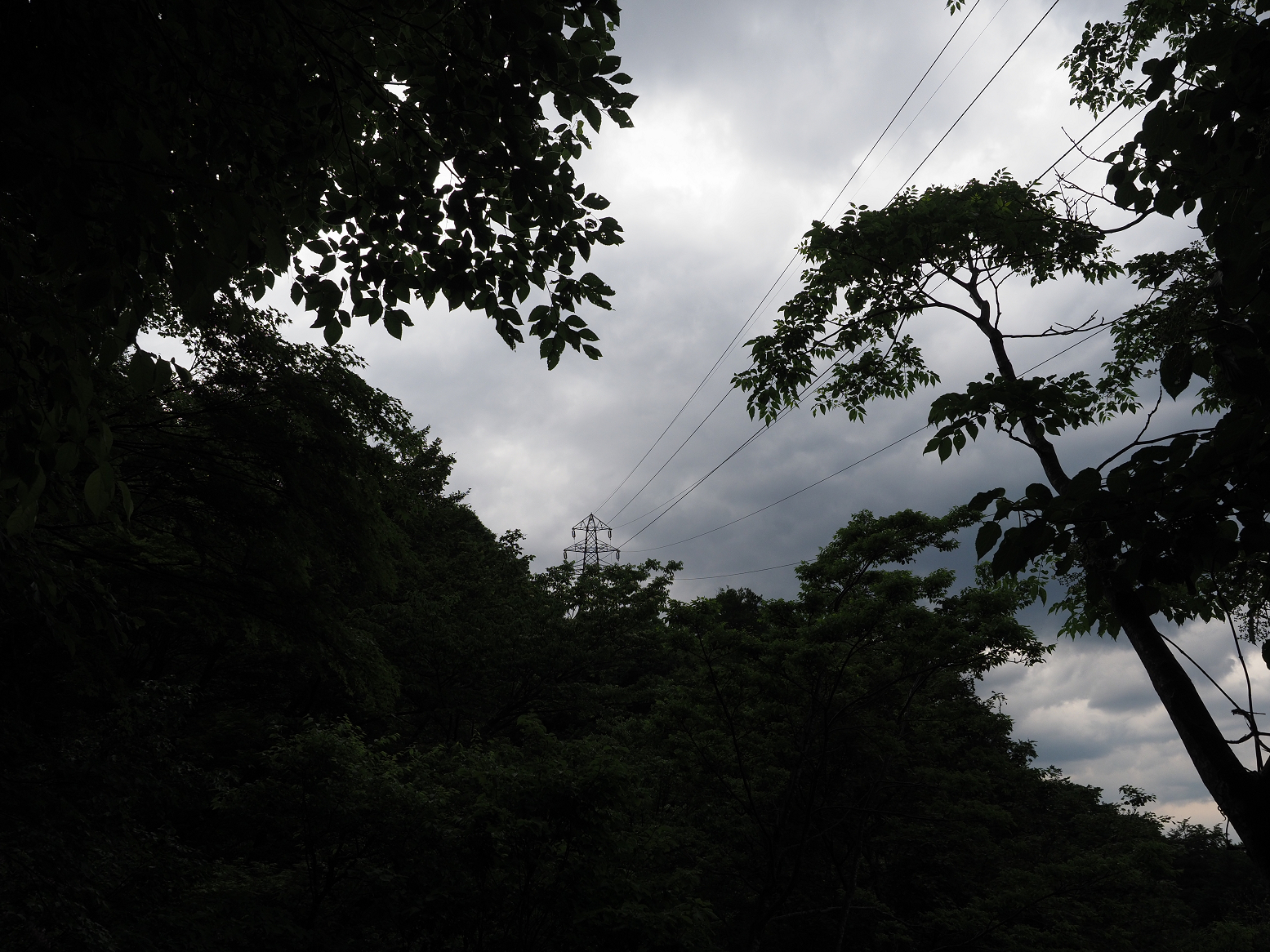 P5311325.jpg