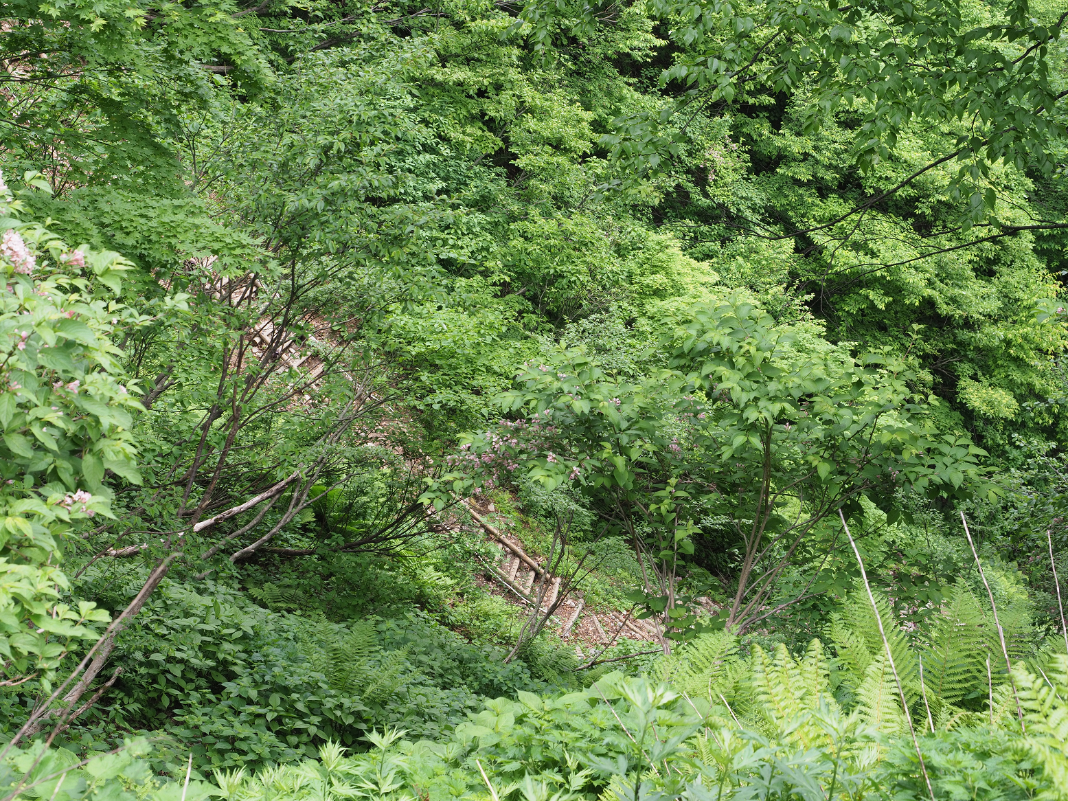 P5311359.jpg