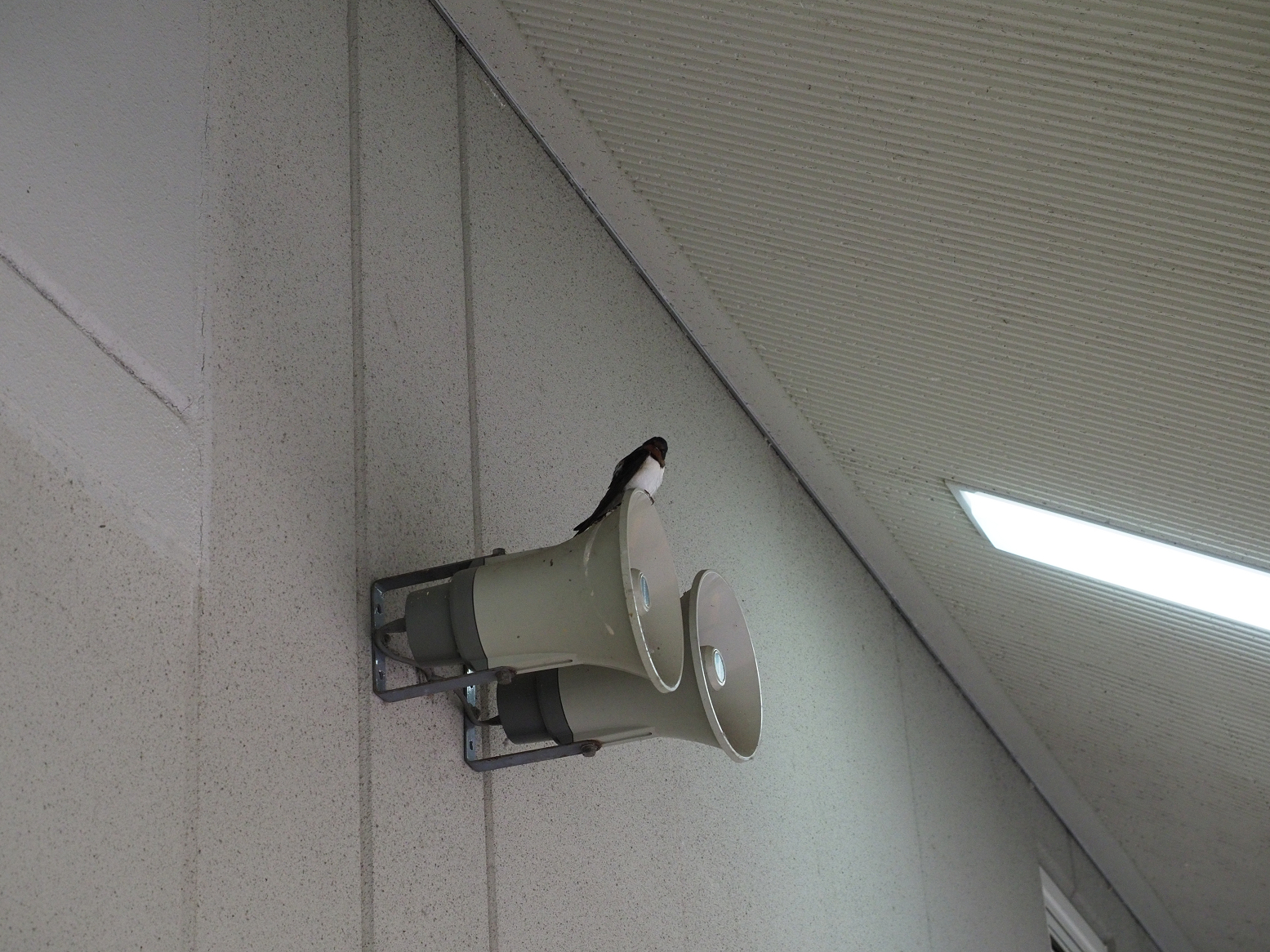 P5311670.jpg
