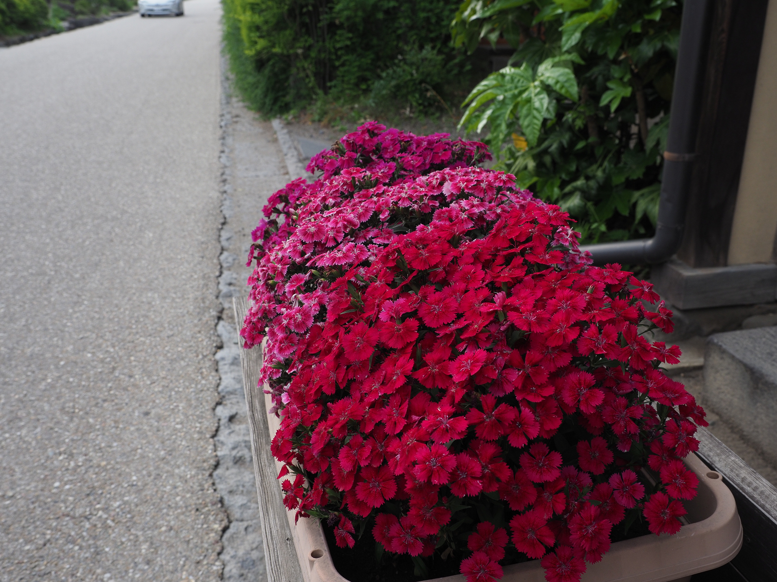 P6012332.jpg
