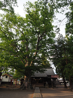 P6012440_thumb.png