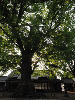P6012442_thumb.png