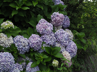 P7140192_thumb.png
