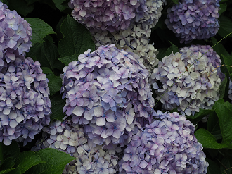 P7140193_thumb.png
