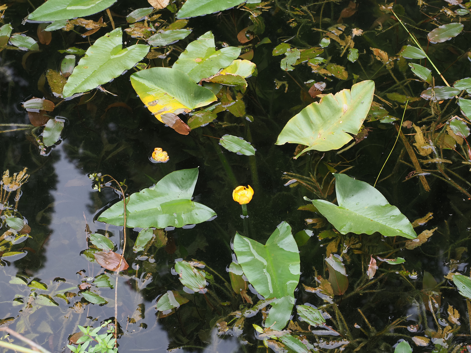 P9280394.jpg