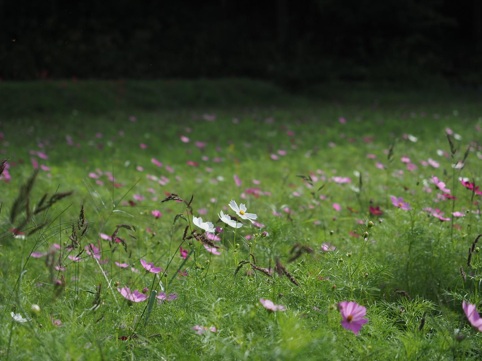 P9290486.jpg