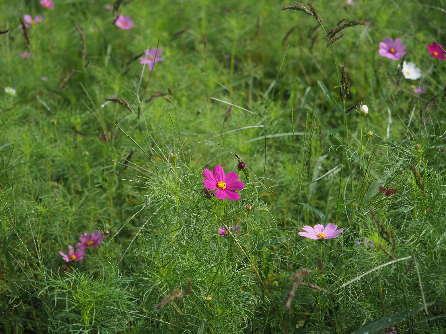 P9290487.jpg