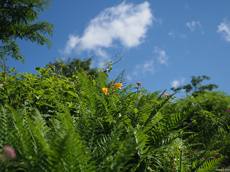 P7190099_thumb.png