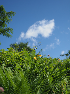 P7190102_thumb.png