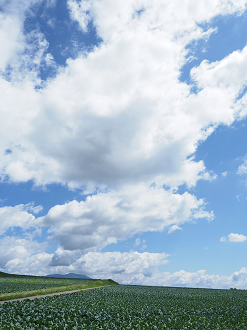 P7190109_thumb.png