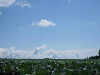 P7190110_thumb.png